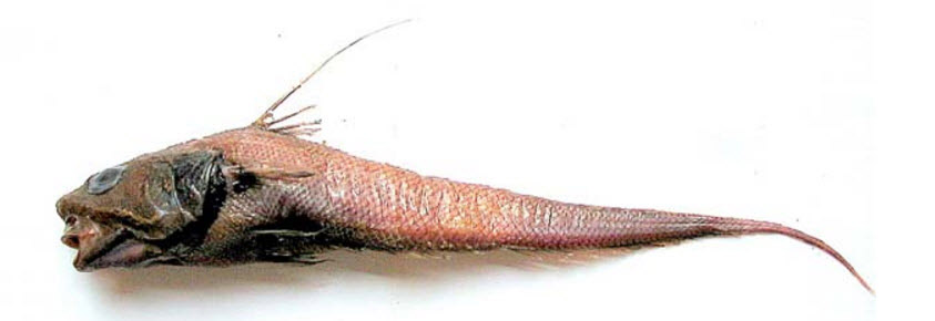 Coryphaenoides carapinus